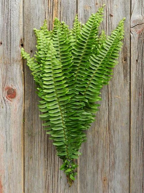 FEATHER FERN GREENS